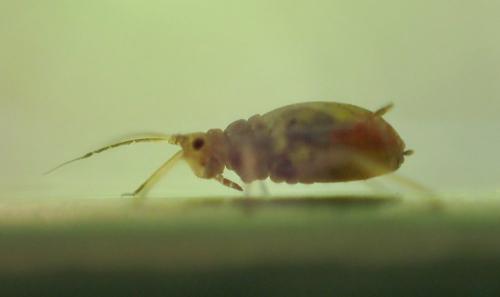 Rhopalosiphum padi